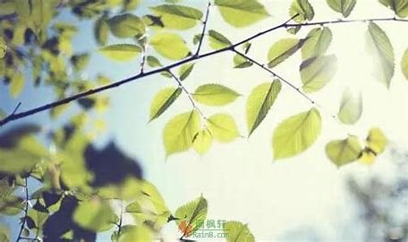 寸草念春晖-西北文学网