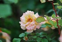 嫁树-西北文学网