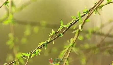 柳枝接骨-西北文学网