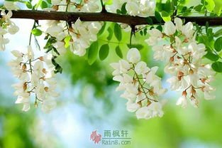 槐花雪-西北文学网