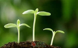 生命-西北文学网